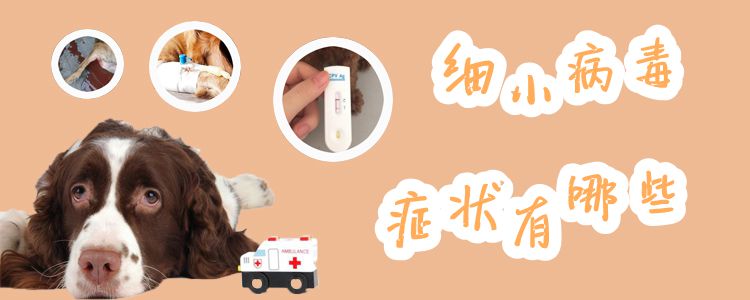 ?渺小病毒症候有哪些1
