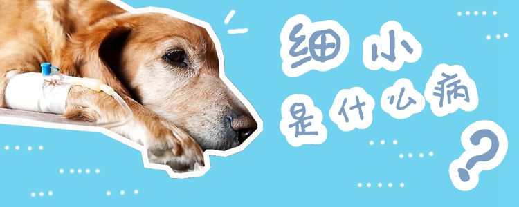 渺小是什么病
