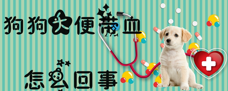 狗狗大便戴血是怎样回事