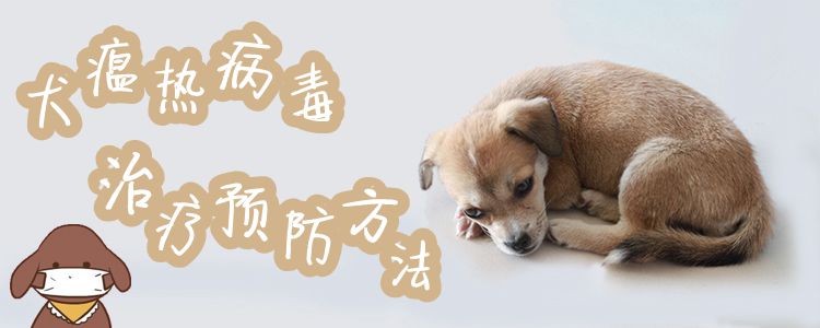 犬瘟热病毒调节预防方式1