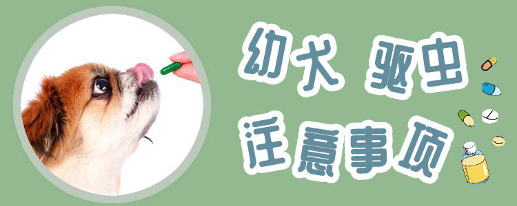 幼犬驱虫注沉事项