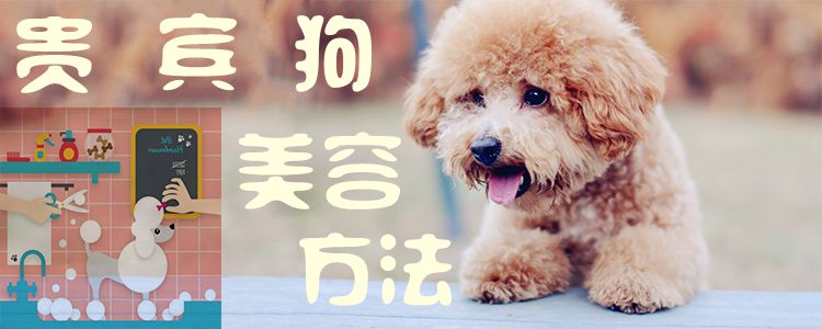 客人狗美容方式1