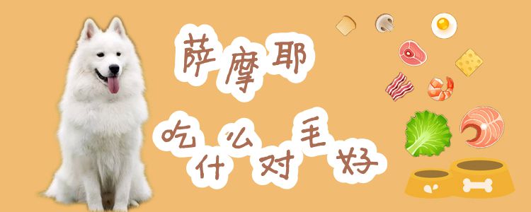 萨摩耶吃什么关于毛佳