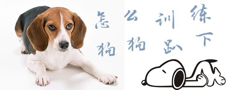 怎么样练习狗趴下1