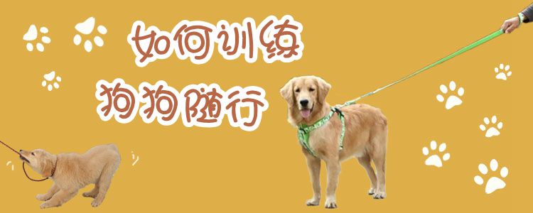 怎么样熟习狗狗随行