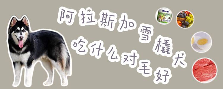 阿拉斯加雪橇犬吃什么关于毛佳
