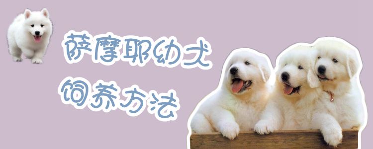 萨摩耶幼犬豢养办法