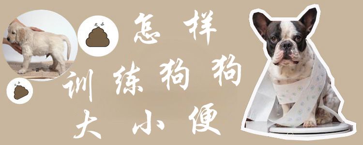 何如练习狗狗巨细便1