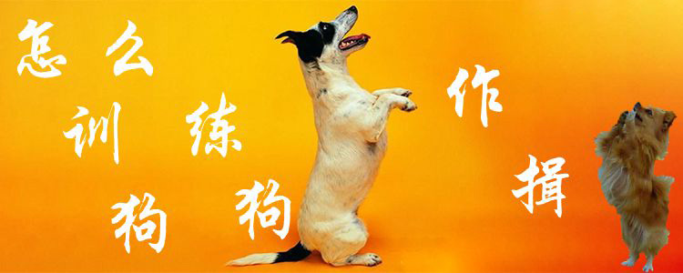 怎样练习狗作揖