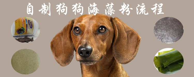 自治狗狗海藻粉过程0