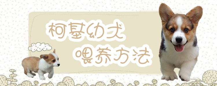 柯基幼犬豢养方式引见
