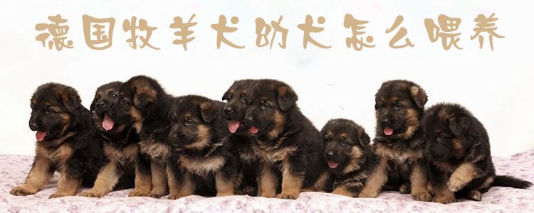 ?德国牧羊犬幼犬怎样豢养