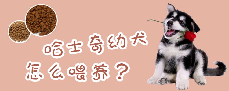 哈士奇幼犬怎样豢养