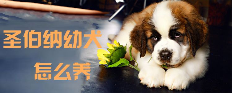 圣伯纳幼犬怎样养0