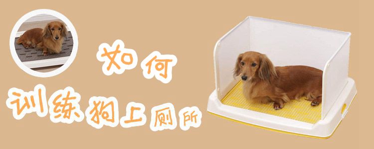 怎么样熟习狗狗如厕
