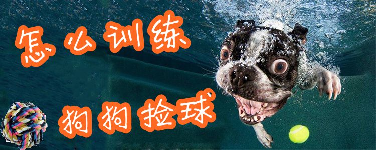 怎样练习狗狗拣球