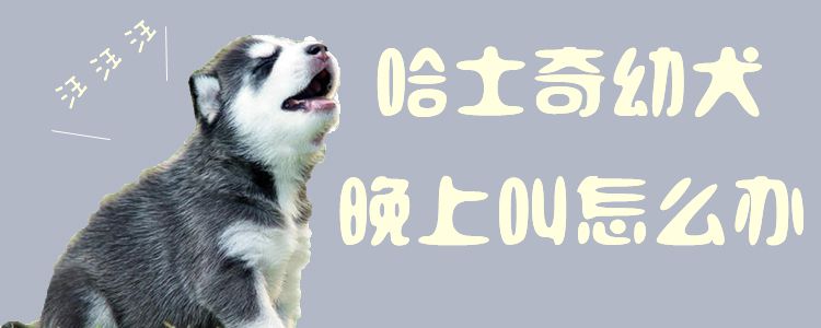 哈士奇幼犬黄昏喊怎样办