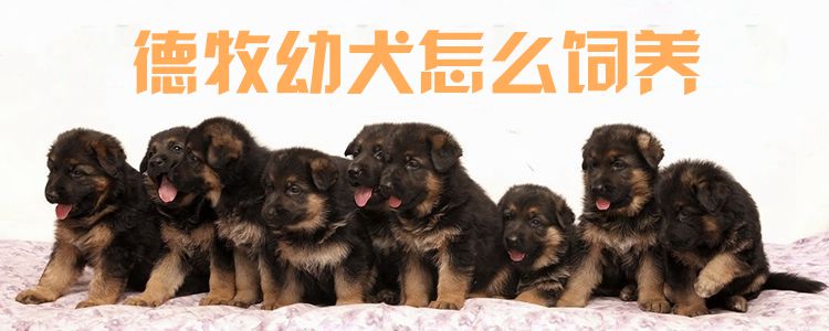 德牧幼犬怎样豢养