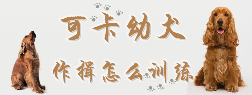 可卡幼犬作揖怎样熟习