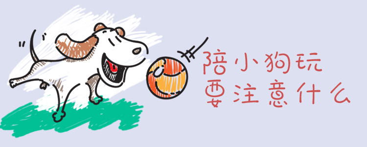伴小狗玩要注重什么