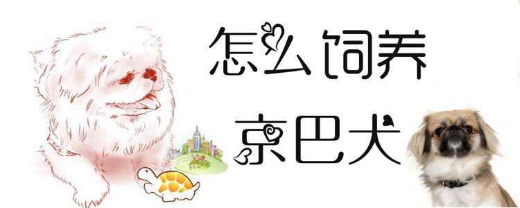 怎样豢养京巴犬