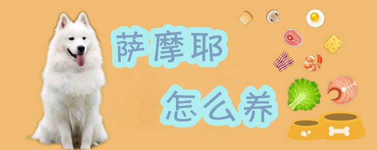 萨摩耶怎样养