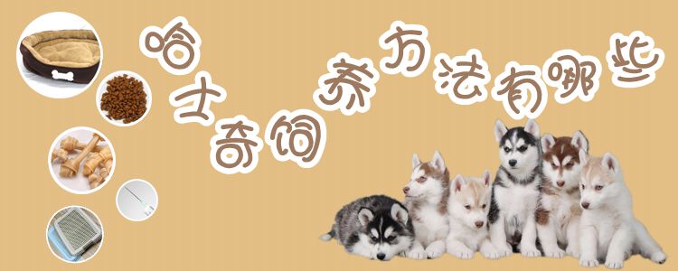 哈士奇豢养方式有哪些