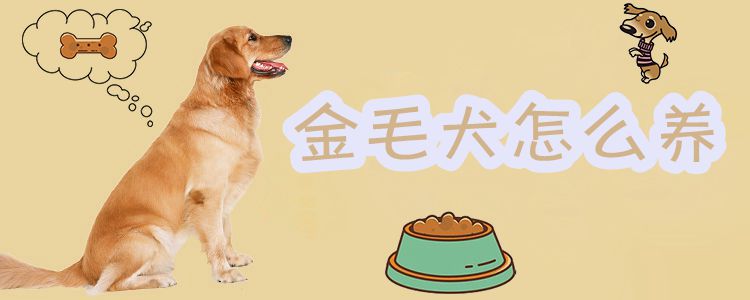 金毛犬怎样养