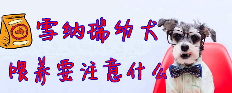 雪纳瑞幼犬豢养要注重什么