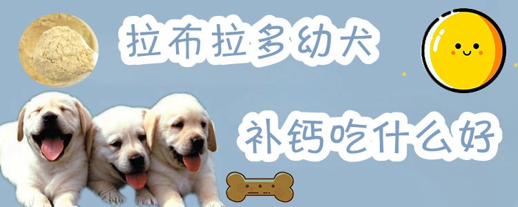 拉布拉多幼犬补钙吃什么佳