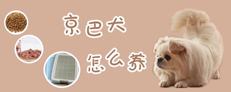 京巴犬怎样养