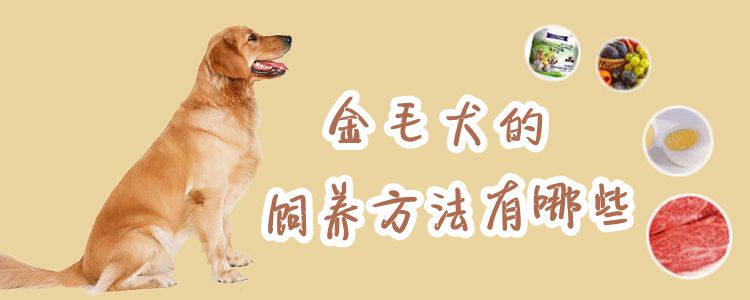 金毛犬的豢养方式有哪些