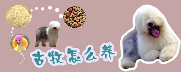 古牧怎样养