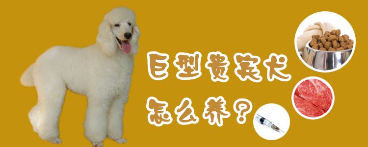 巨型客人犬怎样养