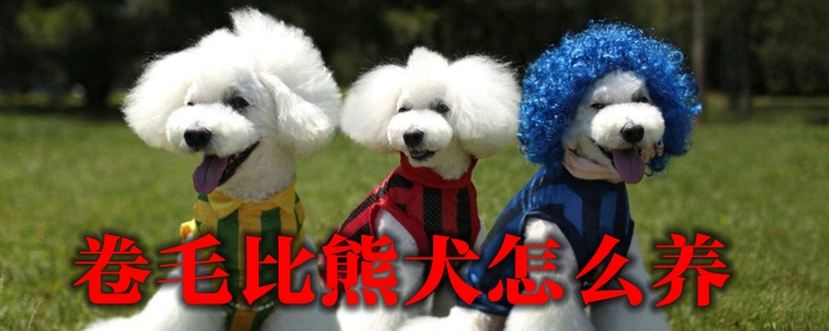 卷毛比熊犬怎样养