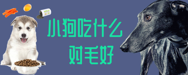 小狗吃什么闭于毛佳