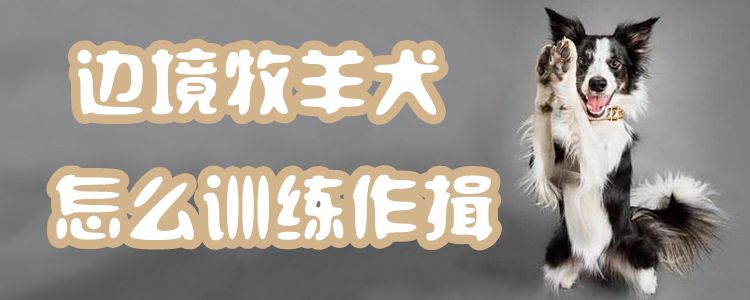 边疆牧羊犬怎样练习作揖
