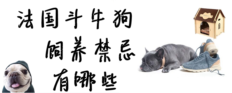 法国斗牛狗豢养忌讳有哪些