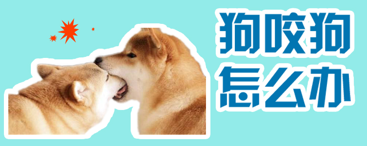 狗咬狗怎样办