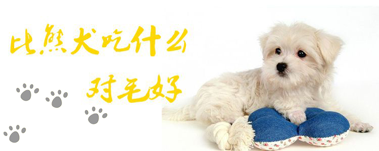 比熊犬吃什么对于毛佳