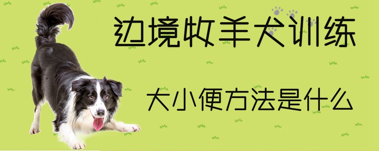 边疆牧羊犬练习巨细便方式是什么