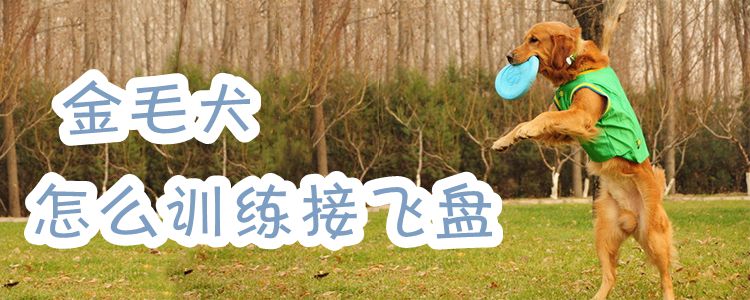 金毛犬怎样练习交飞盘