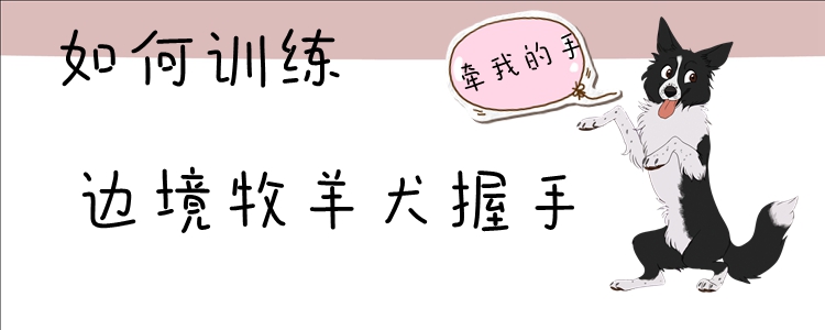 怎么样练习边疆牧羊犬握手