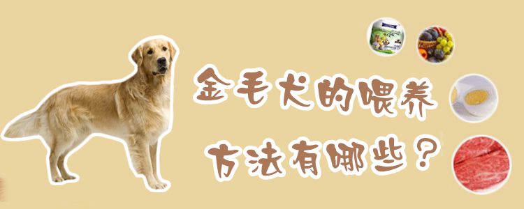 金毛犬的豢养方式有哪些