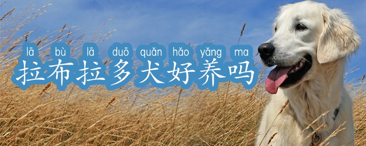 拉布拉多犬佳养吗