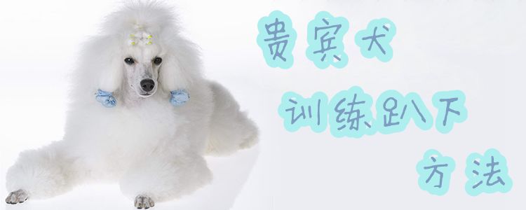 客人犬练习趴下方式