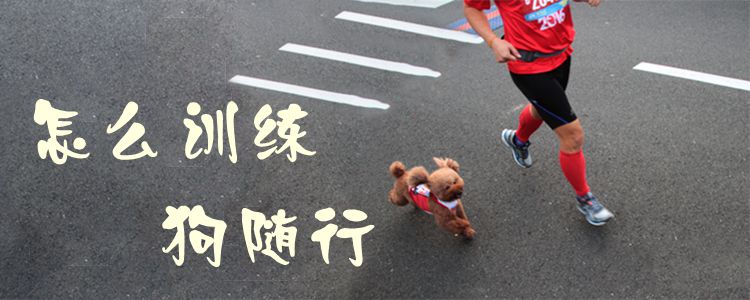 怎样熟习狗随行1