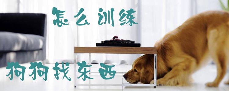 怎样练习狗狗找物品