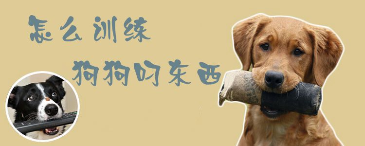 怎样练习狗狗叼物品1