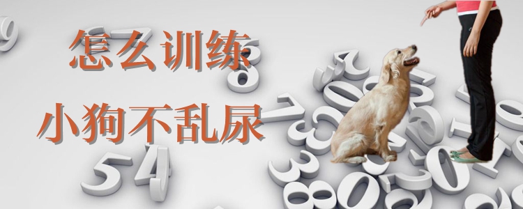 怎样练习小狗没有乱尿